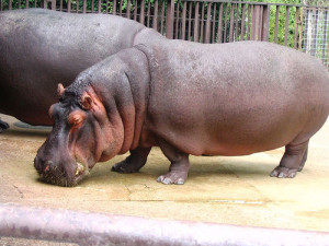 Hippo