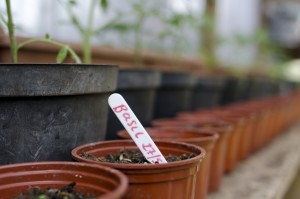 Herbs at social enterprise Mind Food