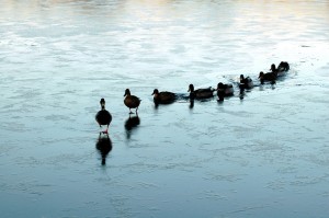 Ducklings follow a duck