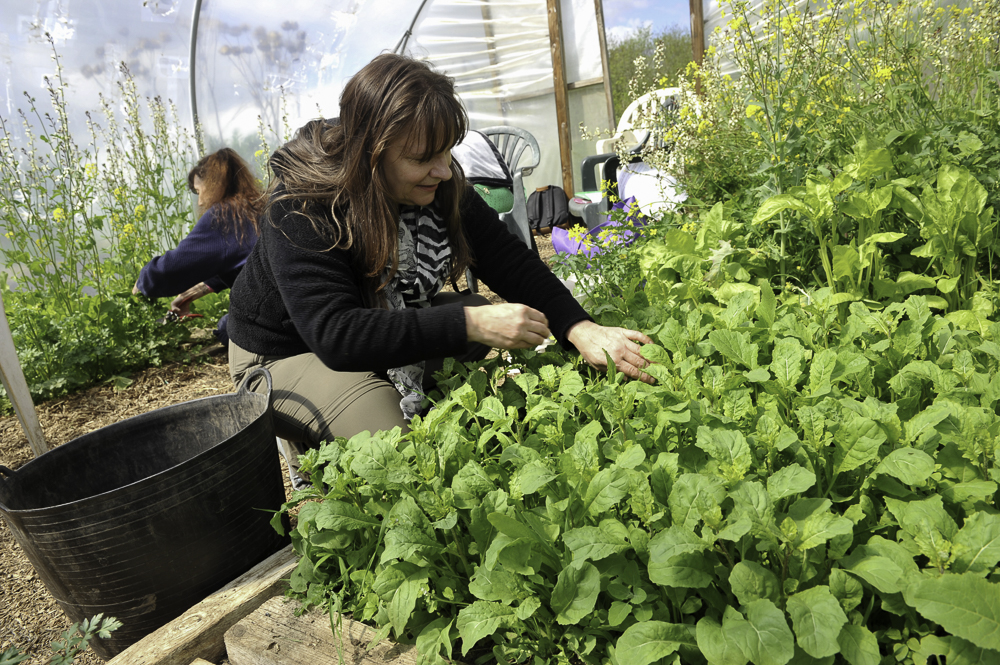 A lady is outdoors picking lettuce from a vegetable patch